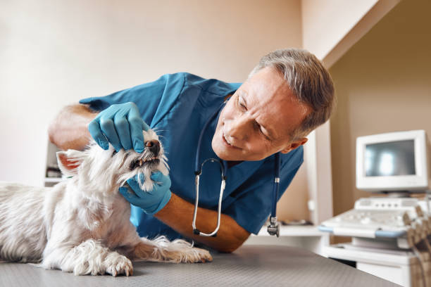 Best 24-Hour Emergency Dental Care in Belmont, CA